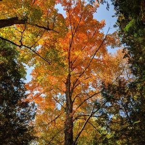 Meet your Posher, Fazia